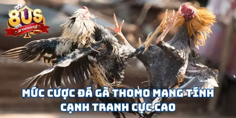 Đá Gà Thomo 8US - Sàn Đấu Nảy Lửa Giữa Những Chiến Kê Mức cược đá gà Thomo mang tính cạnh tranh cực cao